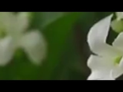 يک شاخه ي تک از 