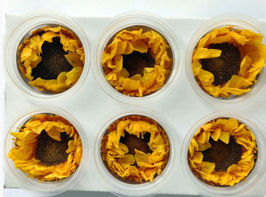 خرید گل آفتابگردان حفظ شده هدیه رمانتیک روز ولنتاین مواد دسته گل دست ساز تولید آنلاین